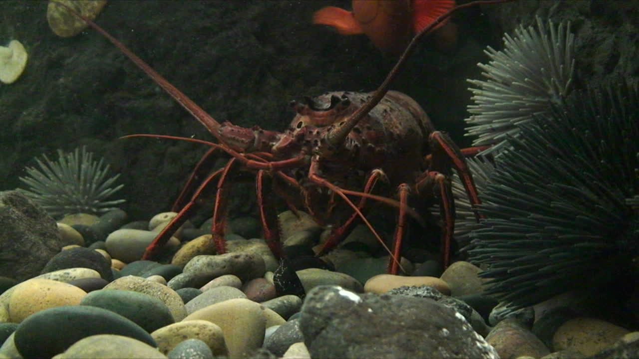 랍스터의 수중 촬영