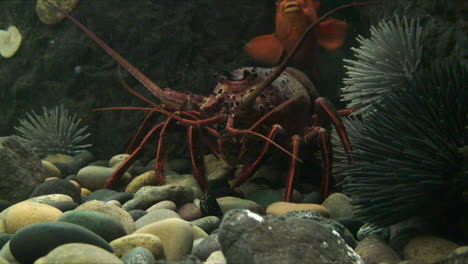 underwater shot of a lobster