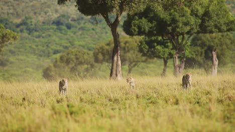 Familia-De-Guepardos-Caminando-En-La-Larga-Hierba-De-Sabana-En-Masai-Mara,-Kenia,-áfrica,-Animales-Africanos-De-Safari-De-Vida-Silvestre-En-Maasai-Mara,-Increíble-Hermoso-Animal-En-La-Sabana-Pastos-Paisaje-Paisaje-Escena