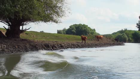 Welliges-Wasser,-Das-Von-Einem-Schnellboot-Gebildet-Wird,-Das-Im-Donaudelta-Segelt---Herde-Einheimischer-Kühe,-Die-Auf-Den-Hügeln-Am-Flussufer-In-Tulcea,-Rumänien,-Europa-Grasen