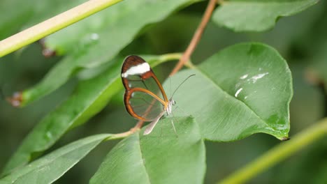 close up shot of transparent glasswing butterfly greta oto