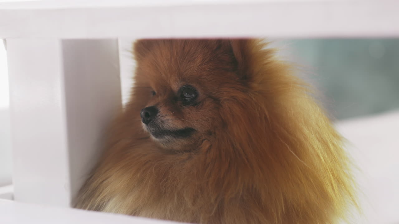 나무 의자  에 피난처 를 찾고 있는 포메라니아 개