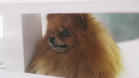 perro pomeraniano buscando refugio debajo de una silla de madera