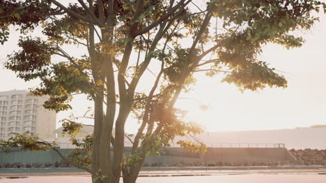 Sonnenstrahlen-Strömen-Durch-Den-Baum-Am-Strand