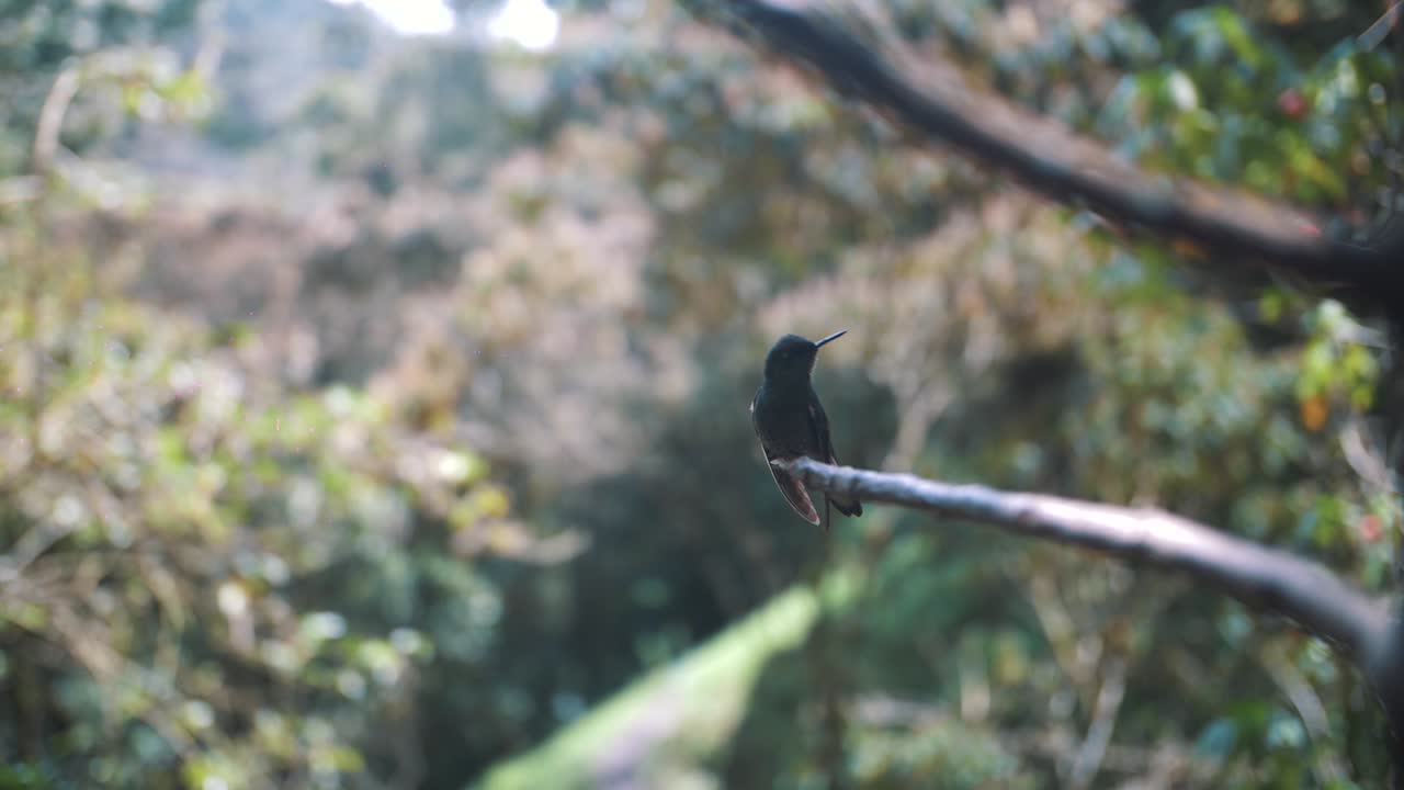 hermoso colibrí sentado en una rama de árbol en un valle verde