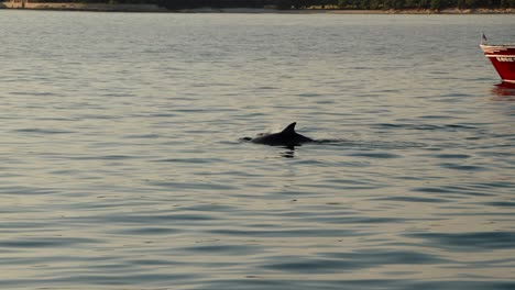 dolphin rises to the surface of the ocean as excursion boat sails near