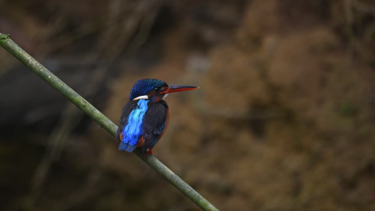 從後面向右轉頭, 然後轉頭向相機