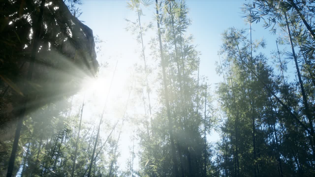 말레이시아 의 열대 열대 우림 에 있는 대나무 의 풍경