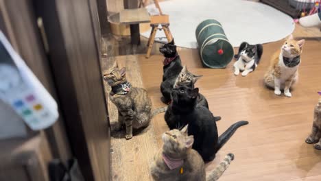 Café-De-Rescate-De-Gatos-De-Japón-Mirando-Hacia-Arriba