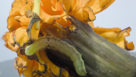 oruga en busca de alimento en el mármol sucio