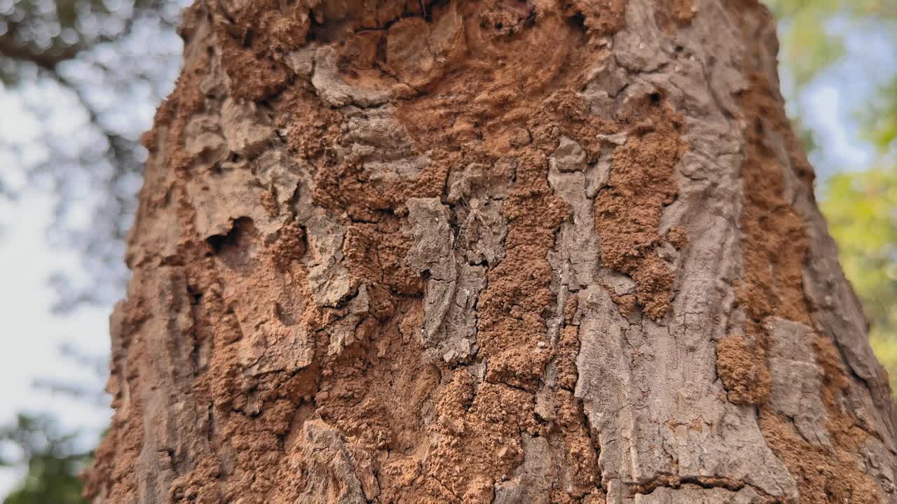 Camera moves upward along rough tree bark marked by mite infestation, cracked wood and reddish growth textures revealed gradually as soft daylight blurs foliage behind
