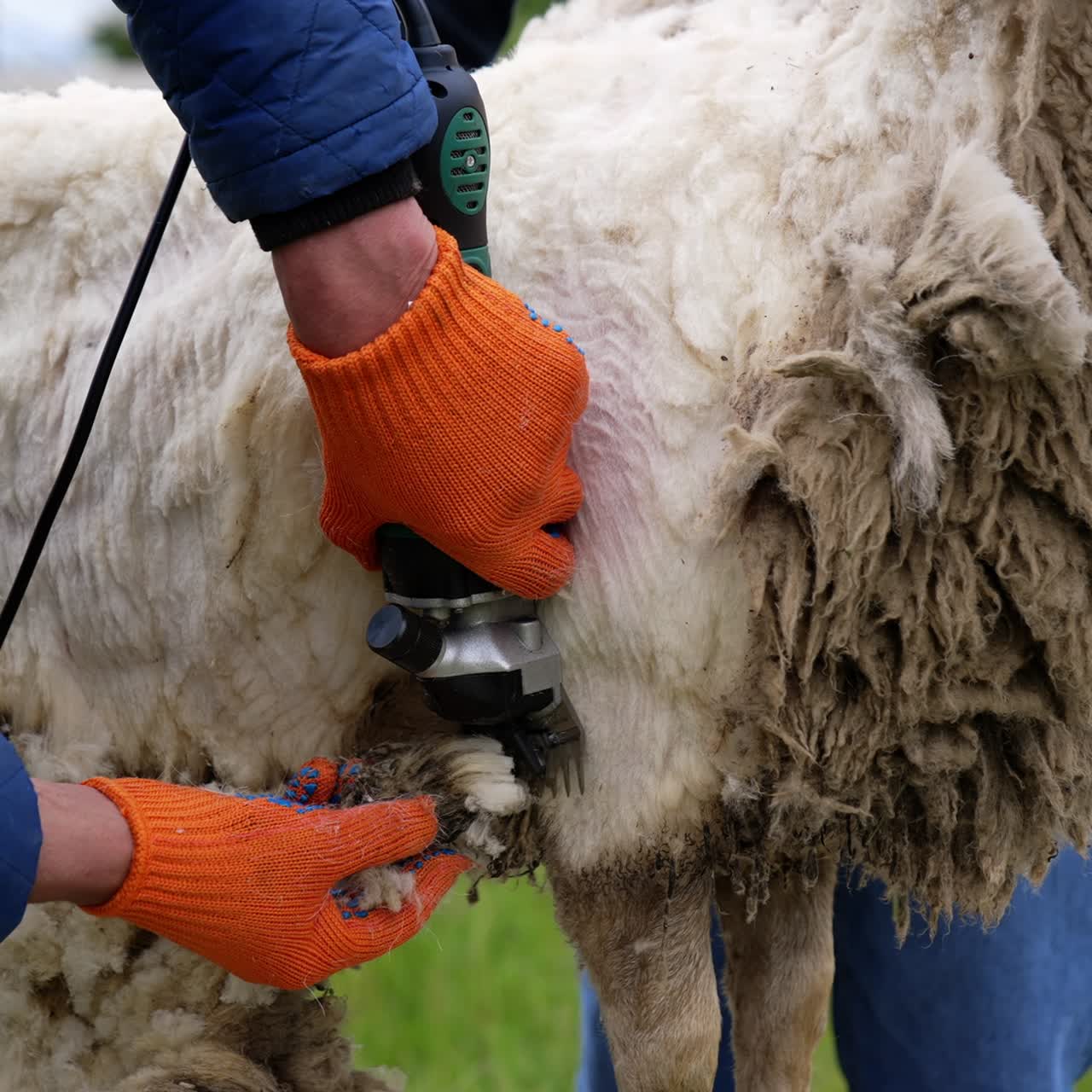 Sheep farming. Process of shearing adult sheep with electric hair clipper on a farm. Farmer cutting off sheep wool. Production of fleece