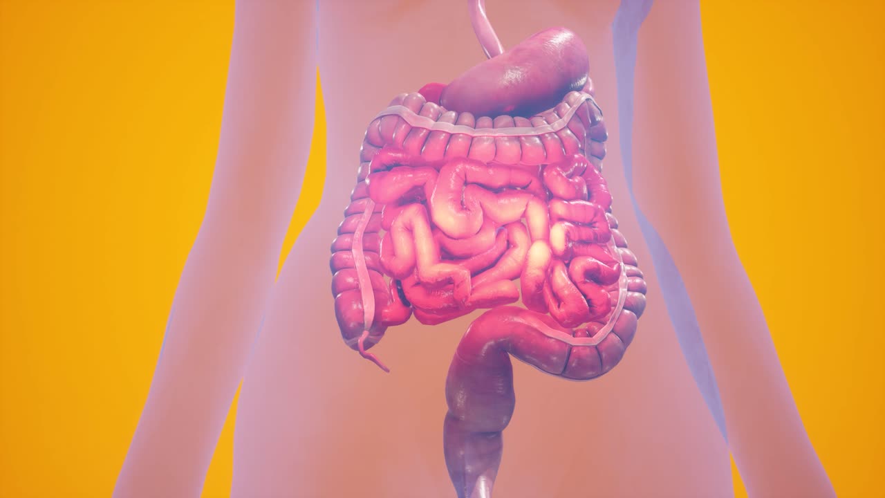 Anatomical 3D animation of digestive system. Showing the transparent body, highlighting the intestine and stomach.