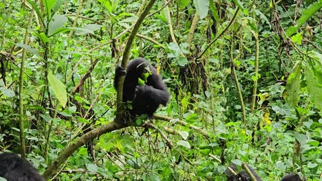 young gorilla on a tree