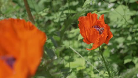 a honeybee hovers above wild orange poppy before landing, slow motion