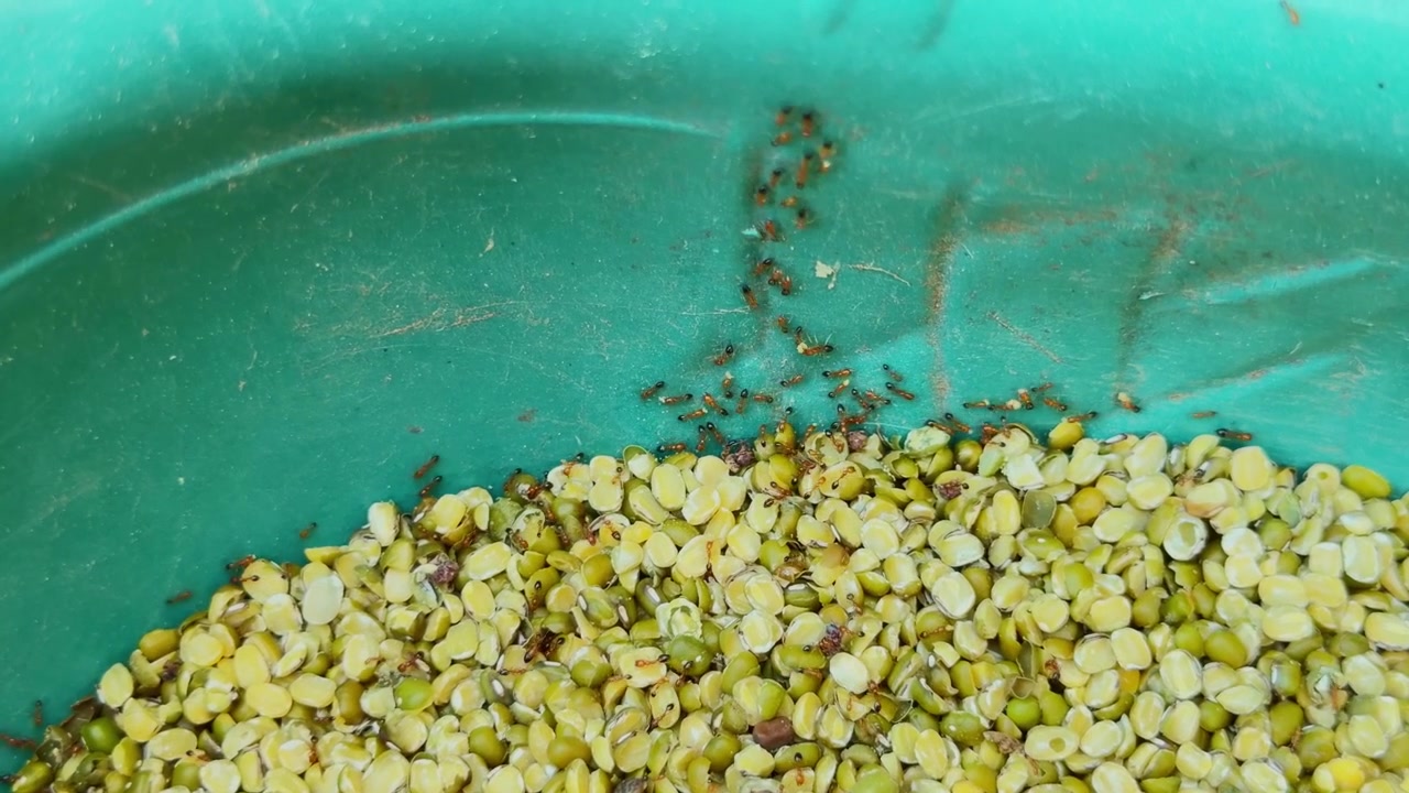 Primo piano di formiche rosse che trasportano chicchi di moong dal all'interno di un contenitore di stoccaggio, evidenziando il comportamento degli insetti, la contaminazione alimentare e l'infestazione di parassiti domestici nei legumi conservati