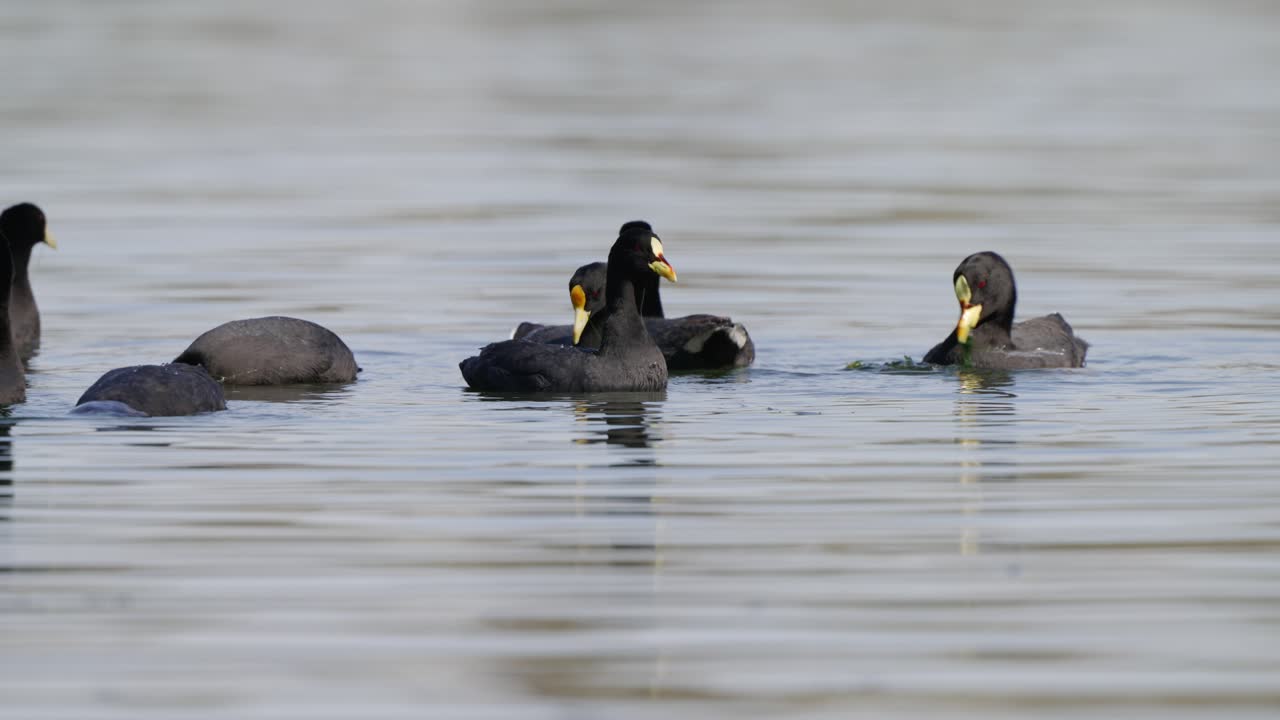 una bandada de fochas rojas, fulica armillata y fochas de alas blancas, fulica leucoptera forrajeando hierba acuática en un ambiente de lago pantanoso durante el día, tiro estático de cerca