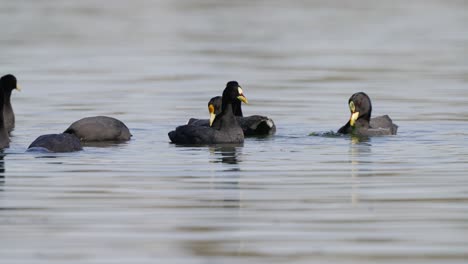 a flock of red gartered coot, fulica armillata and white-winged coot, fulica leucoptera foraging aquatic weed in a swampy lake environment during daytime, close up static shot