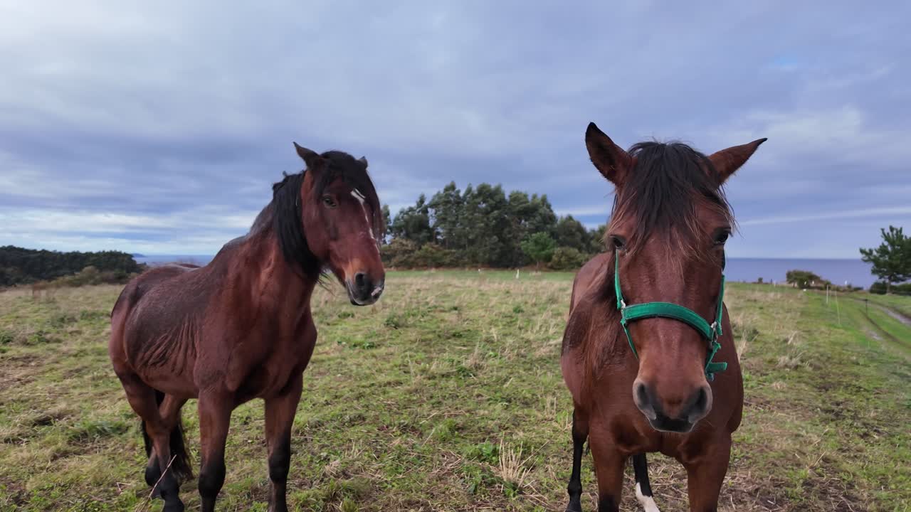 Two calm horses standing in a green field on a cloudy slow-motion day