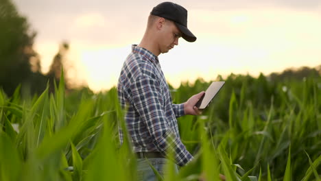 male farmer with a tablet closeup inspects shoots kurusu and tap the screen with your fingers. analyze the success of the future harvest. genetically modified foods