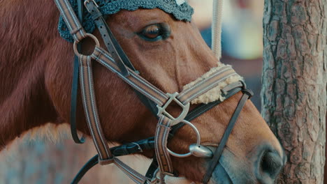 close-up view of a beautiful brown horse wearing a decorative ear cover and bridle.