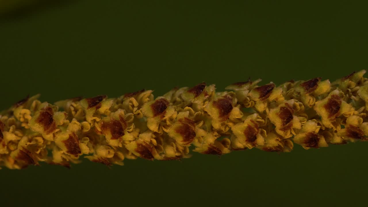 자작나무 catkin의 매크로, 꽃가루를 생산하는 수꽃의 원통형 클러스터