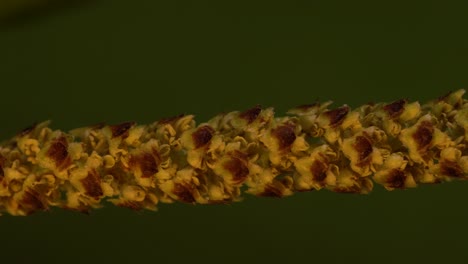 macro of birch catkin, a cylindrical cluster of pollen-producing male flowers