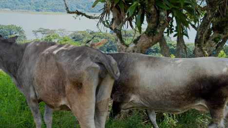 Kuh,-Die-Auf-Offenem-Grasland-In-La-Fortuna---Costa-Rica-Weidet