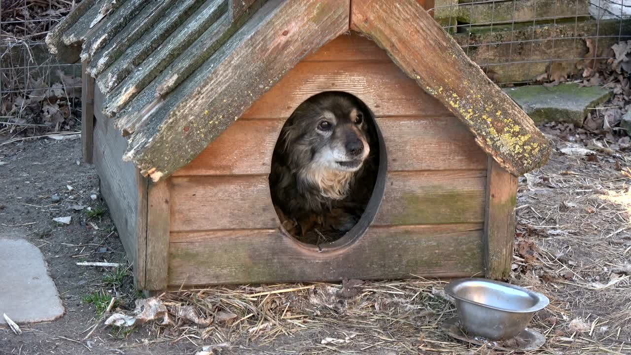 농장에서 오래된 개집에 있는 은 개