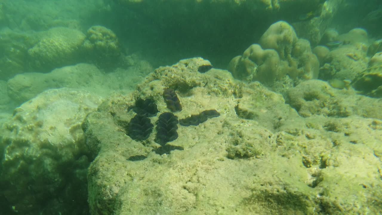 en un arrecife dañado y en una zona de esnórquel, el color verde contrasta con el color oscuro de las almejas de roca vivas en tonos morados que se cierran cuando la cámara se acerca