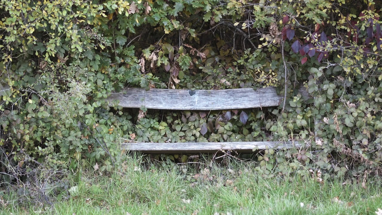 Decaying wooden bench reclaimed by the trees surrounding it