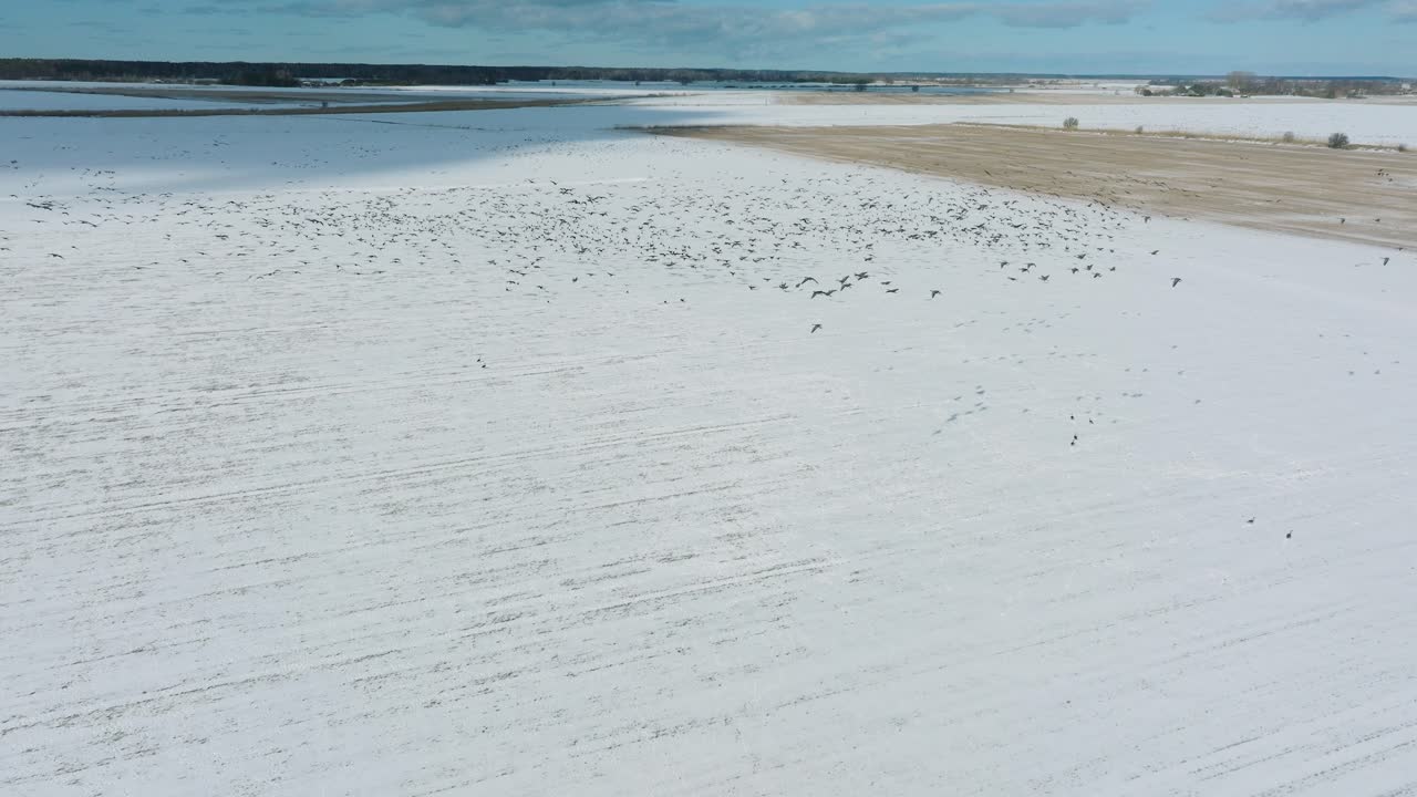 공중에서 큰  ⁇ 의 콩 거위, 눈으로  ⁇ 인 농장,  ⁇ 은 겨울 날, 새의 이동, 넓은 드론  ⁇ 이 앞으로 움직입니다.