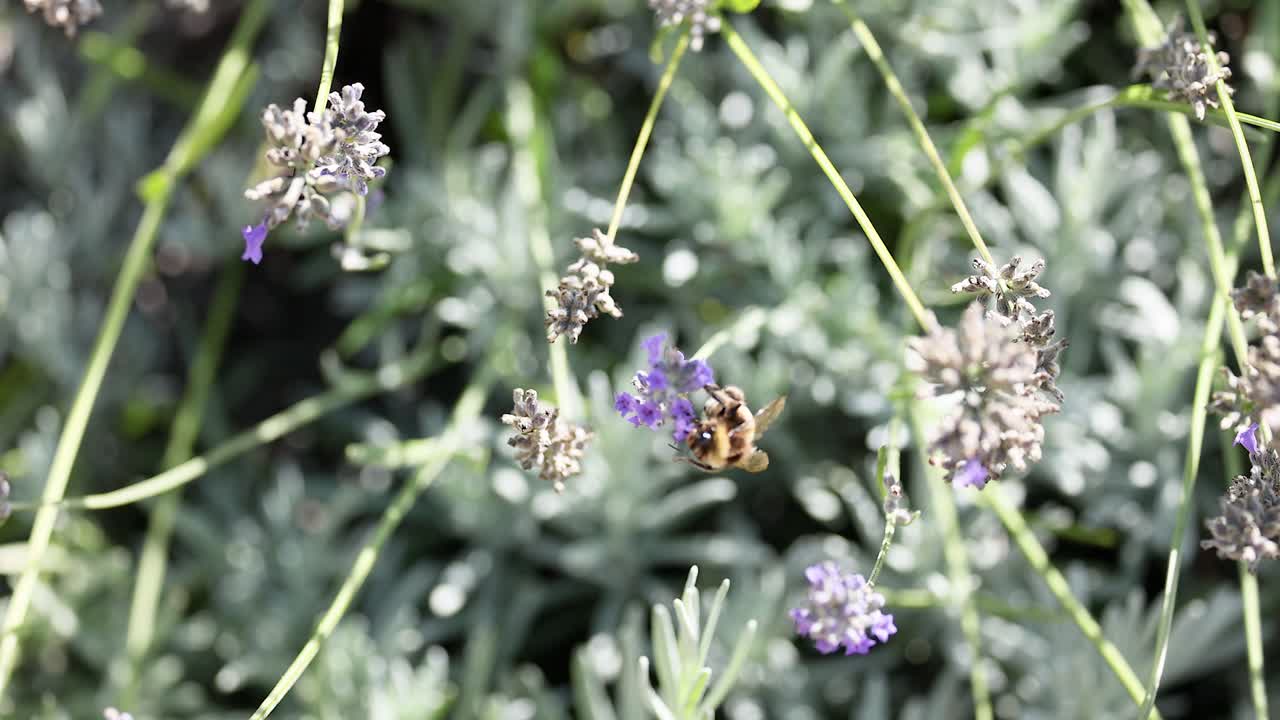 Bumblebee collecting nectar from lavender flowers