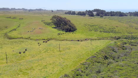 troupeau de vaches marchant vers un abri sous l'arbre et broutant l'herbe