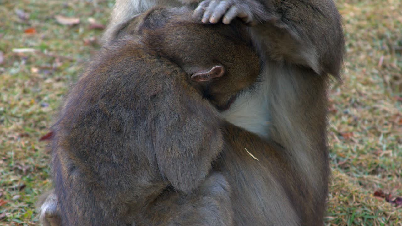 Macaque monkey mom grooms adolescent who turns around for a quick hug