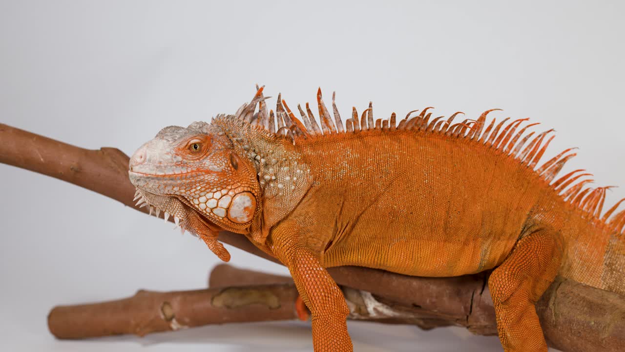 Un'iguana arancione vivace riposa su un ramo di legno su uno sfondo bianco pulito