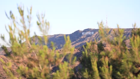 signo de hollywood y tiro de enfoque de árbol