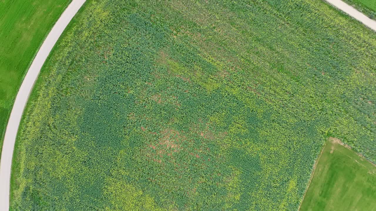 Vista a vista de pájaro de dos caminos que se cruzan en medio de una pradera verde