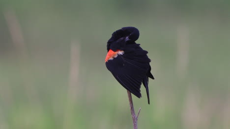 Eine-Rotflügelige-Amsel,-Die-Auf-Einem-Halm-Aus-Getrocknetem-Gras-Sitzt