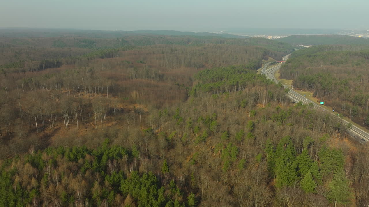 польское лесоводство в желтом и коричневом цветах рядом с шоссе во время туманного дня