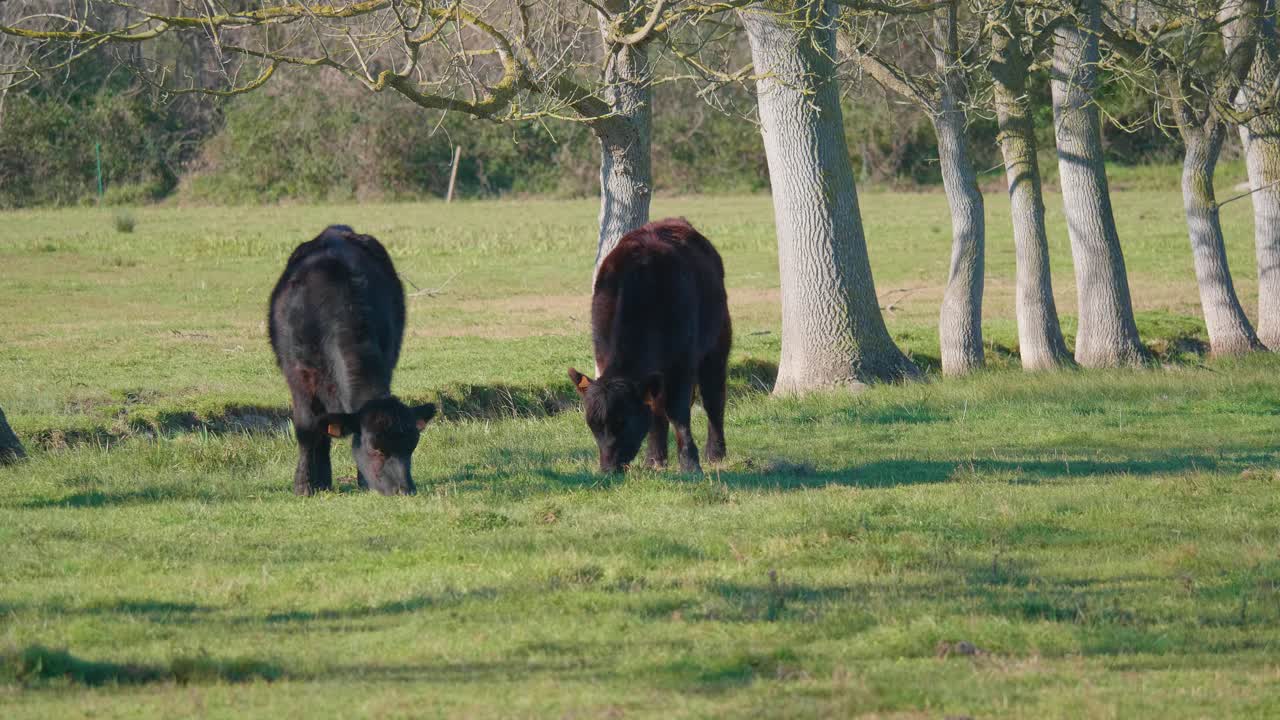 vaca becerro negro comiendo hierba en un campo de jardín