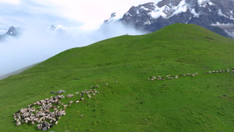 sheep and goat running and grazes, mountains reveal