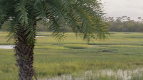 Marsh-with-trees-in-the-foreground-at-sunset