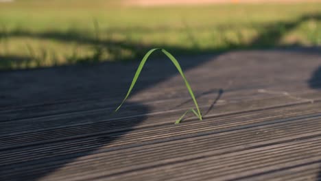 único tallo de hierba potente que crece sobre el suelo de madera de la terraza del hogar