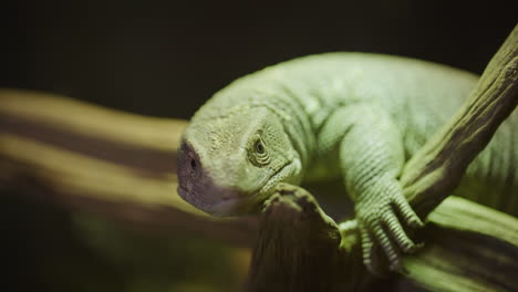 Savannah-monitor-panning-shot-of-animal-on-log