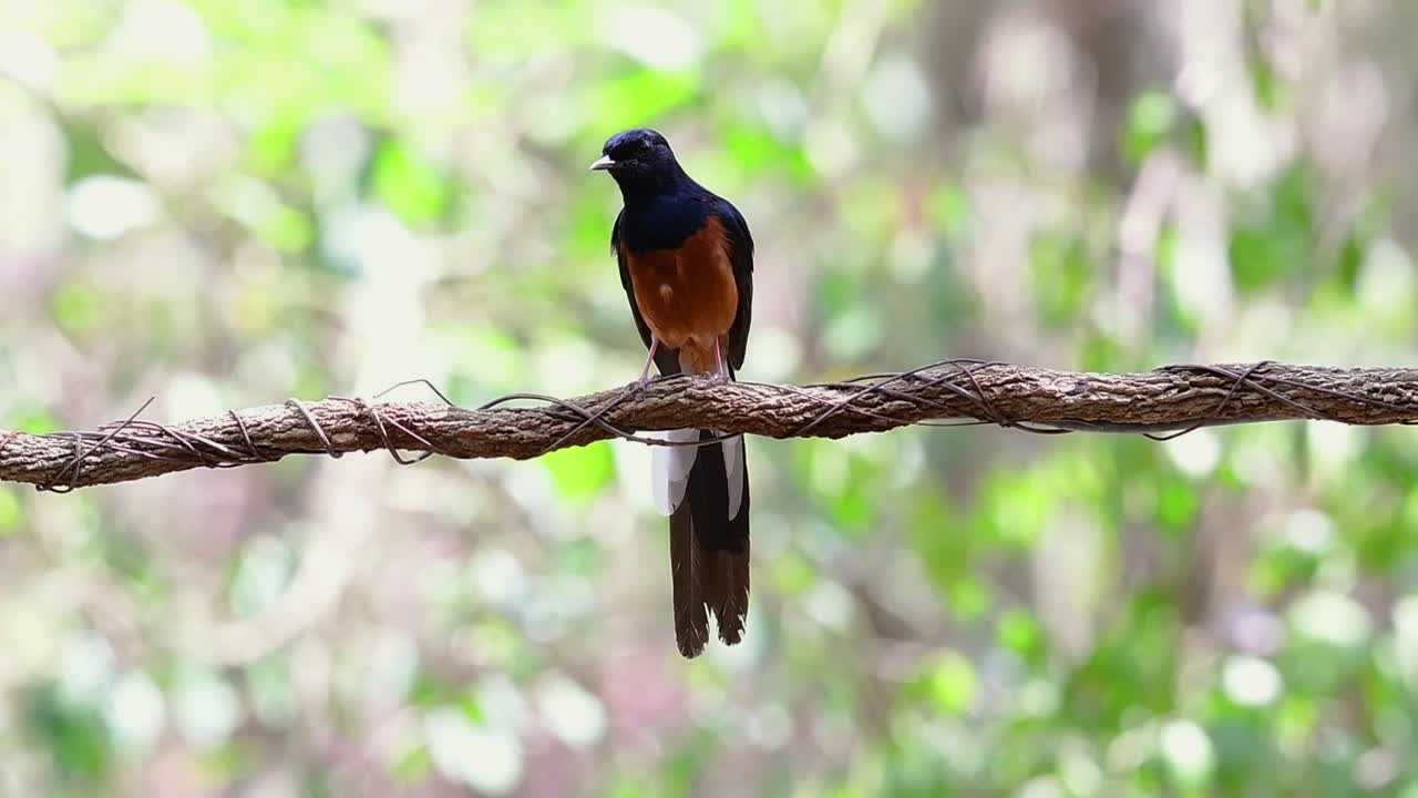 shama de rabadilla blanca encaramado en una vid con fondo bokeo del bosque, copsychus malabaricus, en cámara lenta