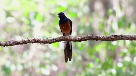 White-rumped-Shama-Perched-on-a-Vine-with-Forest-Bokeh-Background,-Copsychus-malabaricus,-in-Slow-Motion