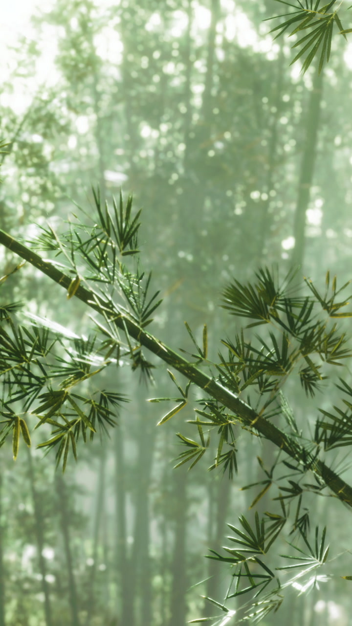 Bamboo leaves glisten in the soft morning mist of a tranquil forest