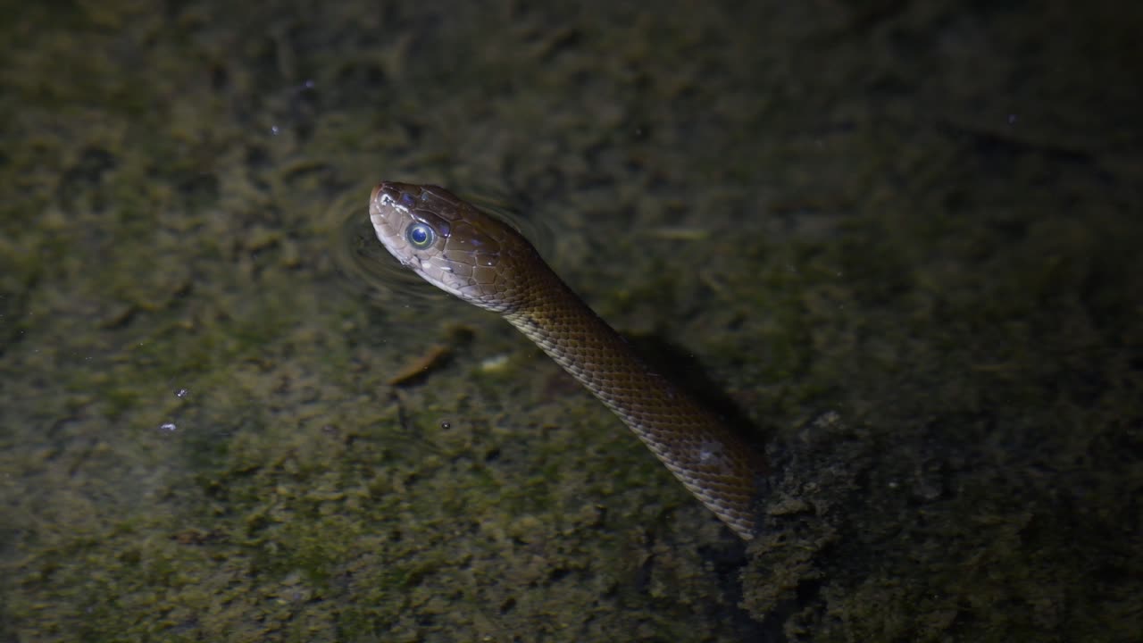 serpiente de agua asiática, fowlea piscator, sacando la cabeza, la lengua lanza para oler su entorno mientras está en un cuerpo de agua poco profundo esperando que pase una presa en el parque nacional kaeng krachan