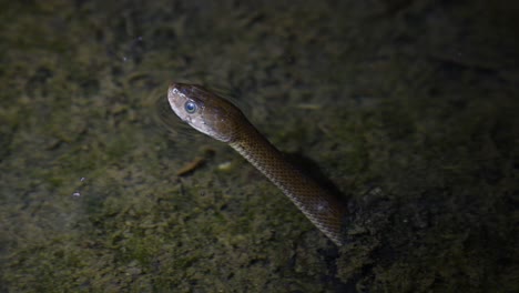 asiatic water snake, fowlea piscator, sticking its head out, tongue darts to smell its surroundings while in a shallow body of water waiting for a prey to pass by in kaeng krachan national park